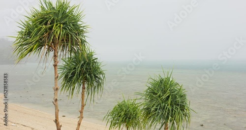 view from balcony from luxury villa to palm trees on the beach in heavy rain, nobody