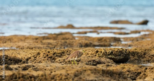 A wild bird hunts on a reef at low tide on the coast of Thailand in sunny weather, waves in the background