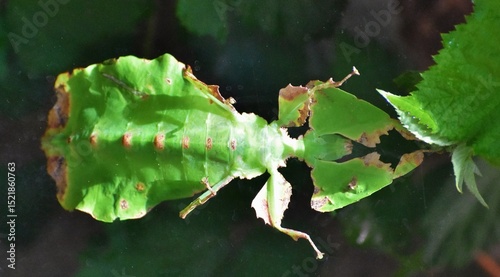 Giant Malaysian Leaf insect (Pulchriphyllium giganteum) is a species of insects that use camouflage to appear like plant leaves.