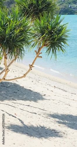 view of the palm tree on the beach from the pool in the villa in sunny weather, blue sea and islands in the background