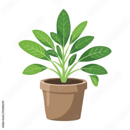 Potted Green Plant with Large Leaves
