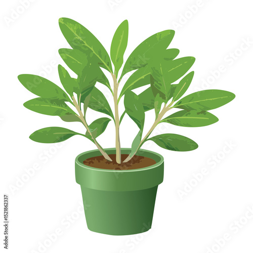 Green Plant in Modern Green Pot