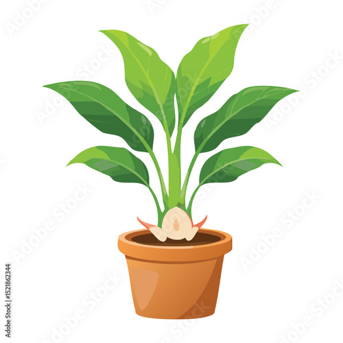 Green Plant in Terracotta Pot Isolated