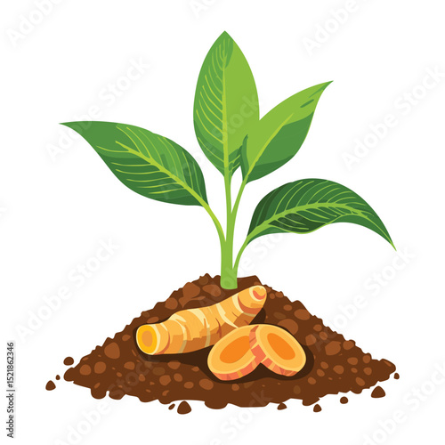 Healthy Rhizome Plant Growing in Soil