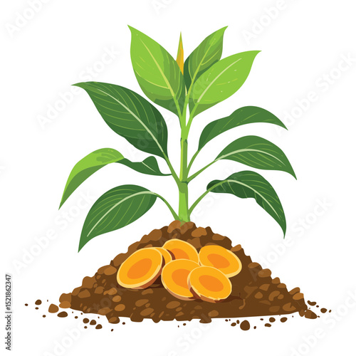 Yellow Rhizome Plant in Rich Soil