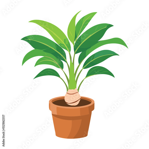 Small Green Plant in Terracotta Pot
