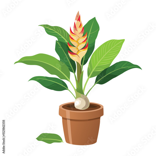 Orange Flowering Plant in Terracotta Pot