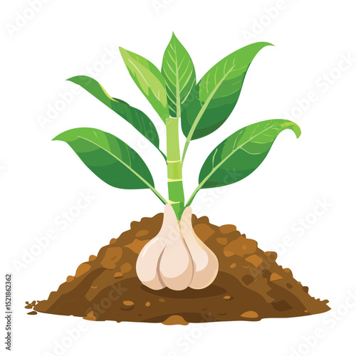 Healthy Bulb Plant Sprouting in Soil