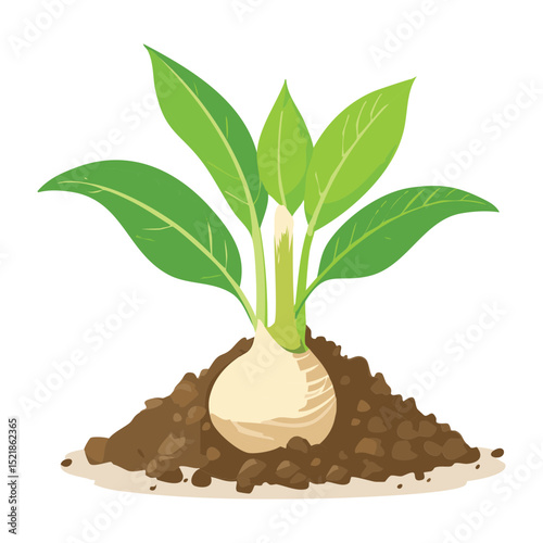 White Root Plant Growing in Soil