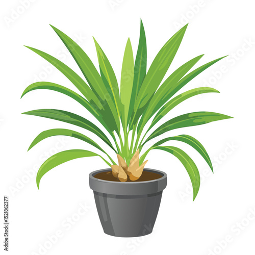 Green Plant in Modern Grey Pot