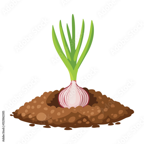 Fresh Garlic Bulb Sprouting in Soil