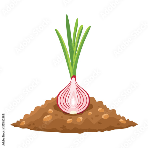 Red Onion Bulb Growing in Soil