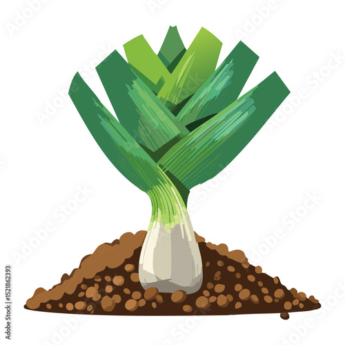 Fresh Leek Plant Growing in Soil