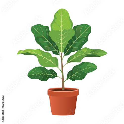 Healthy Fig Plant in Terracotta Pot