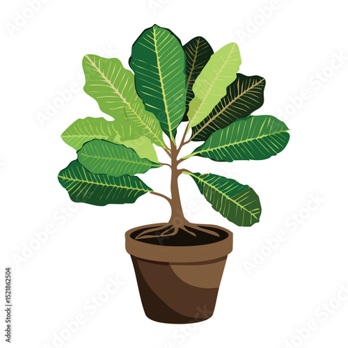 Fiddle Leaf Fig Plant in Brown Pot