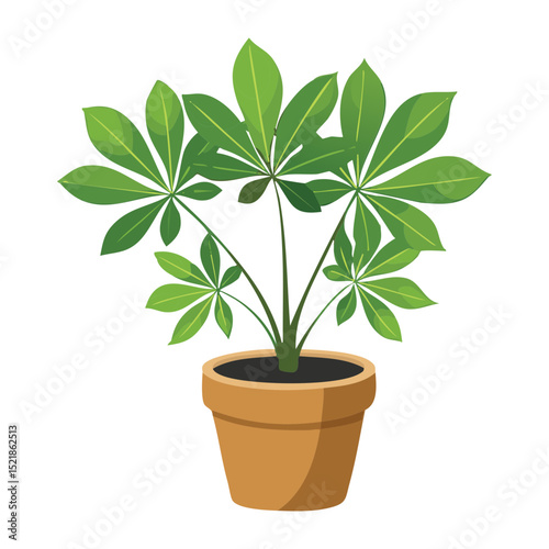 Dwarf Umbrella Plant in Terracotta Pot