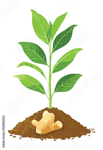 Young Green Leafy Plant in Soil