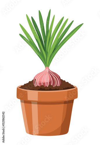 Red Onion Plant in Terracotta Pot