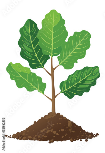 Green Plant with Exposed Roots in Soil