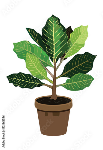 Broad Leaf Green Plant in Pot