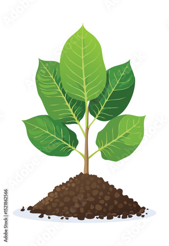 Young Green Plant Growing in Soil