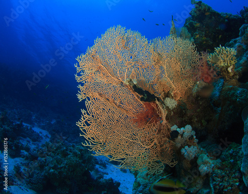 Fototapeta Naklejka Na Ścianę i Meble -  brownish soft coral on the sea floor.