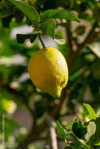 Limones amarillos en el árbol con sol un día de verano