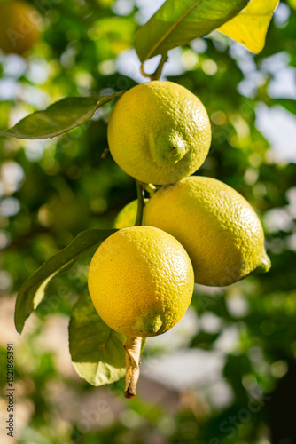Limones amarillos en el árbol con sol un día de verano