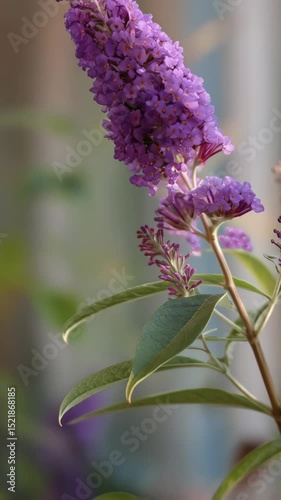 Close-up of a beautiful purple blooming flower with water droplets on petals in natural sunlight with green leaves