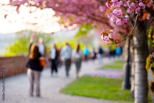 Sakura flowers against defocused people in the park