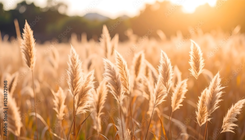 Fototapeta premium Autumn wheat stalks swaying in breeze high resolution photo