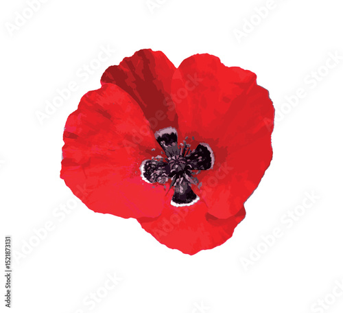 Isolated Papaver rhoeas flower on white background. Known as common poppy or corn poppy, this vivid red wildflower is symbolic and used in natural, botanical, and decorative designs.