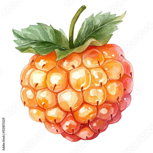 Cloudberry Slice, watercolor illustration vector, high quality, isolated on a white background.