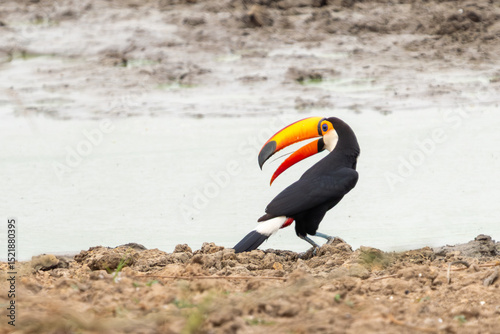 Toucan on or near ground