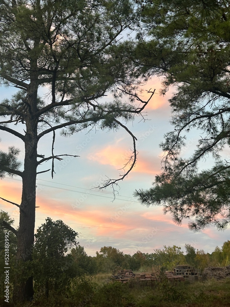 Fototapeta premium sunset in the forest