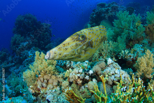 Fototapeta Naklejka Na Ścianę i Meble -  Lime fish move around the coral reef.