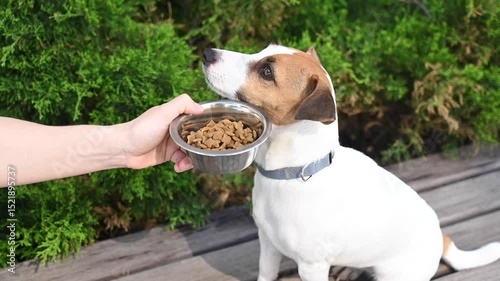 Sad dog turns away from food bowl. No appetite. 