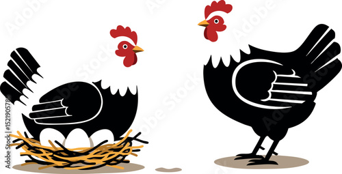 Black and white hens with eggs in nest vector illustration for farm animals and nature design 