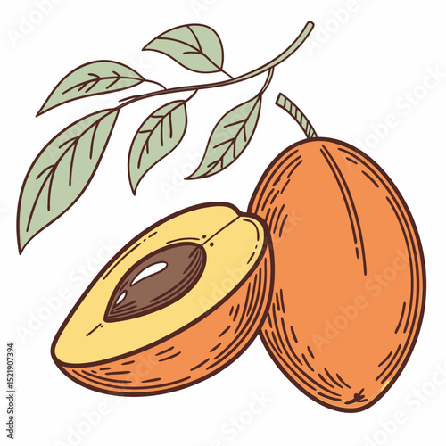 Exotic Loquat Fruit Fresh Tropical Fruit Illustration