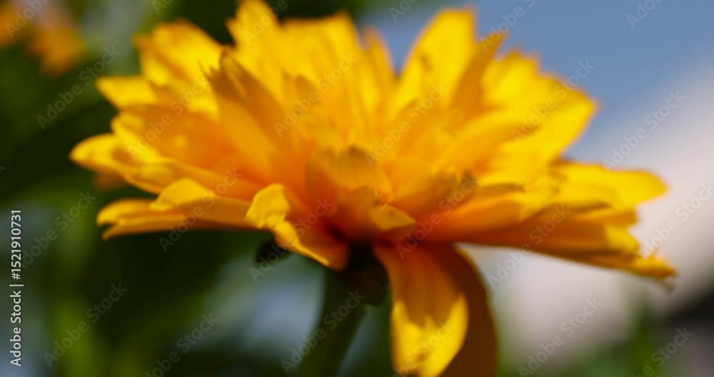 beautiful flowers in spring, yellow flowers in sunny weather during flowering