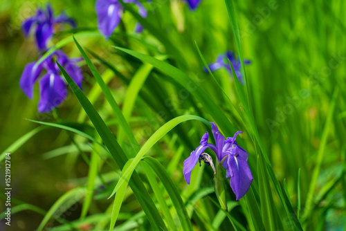Iris laevigata (Japanese iris) in a garden
