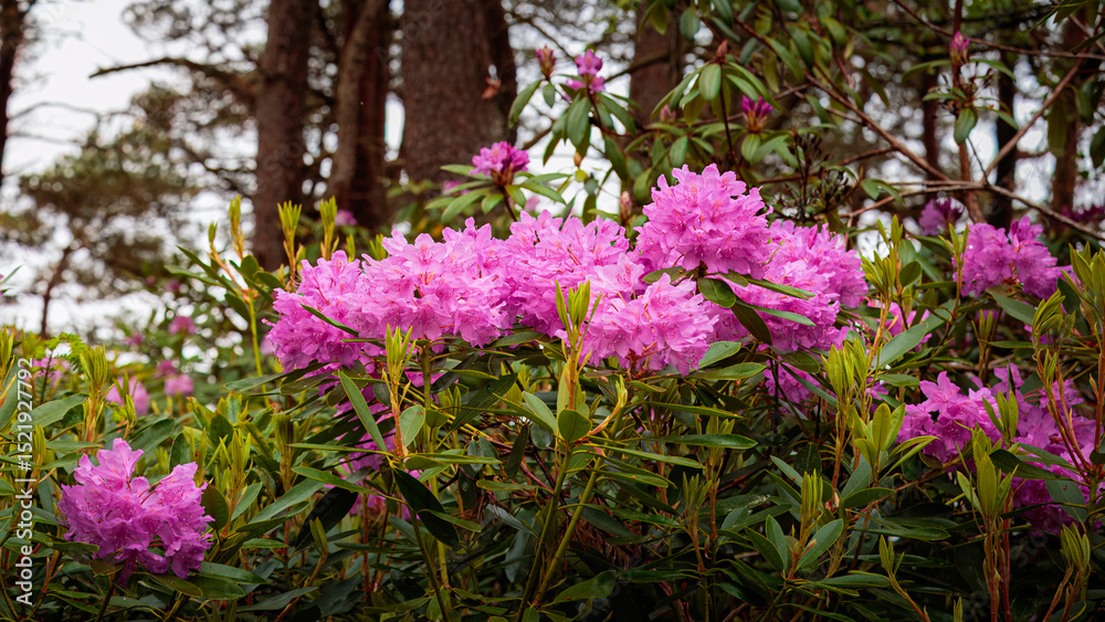 Fototapeta premium Pink rhododendron flowers close-up May 2025 Northumberland UK