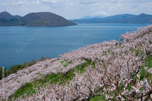 梅満開の壮瞥公園の展望台から洞爺湖 羊蹄山が見渡せる絶景