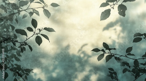 Soft, muted light filters through leaves