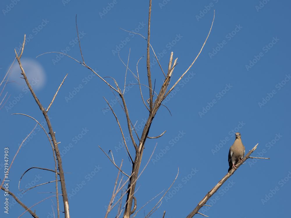 Obraz premium White-winged Dove