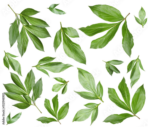 Fototapeta Naklejka Na Ścianę i Meble -  Green peony leaves isolated on white, set
