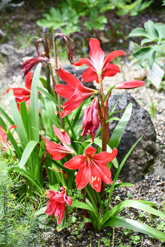 アマリリス　Amaryllis