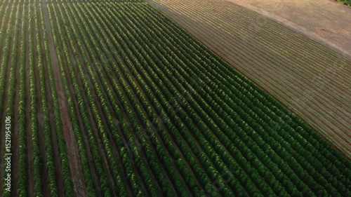 Plantação e colheita de Café, Fazenda de Café, Minas Gerais