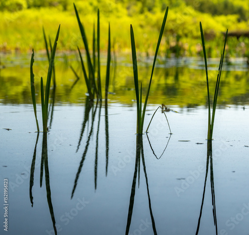Reeds Of Grass Reflect In Still Water