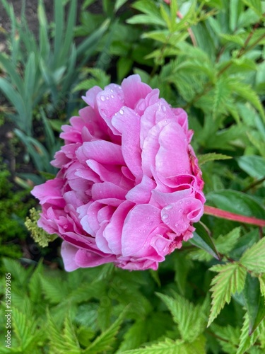 pink peony flower with rain drops